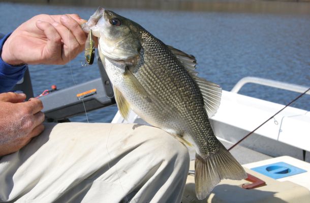 Closed season on bass & EPs
